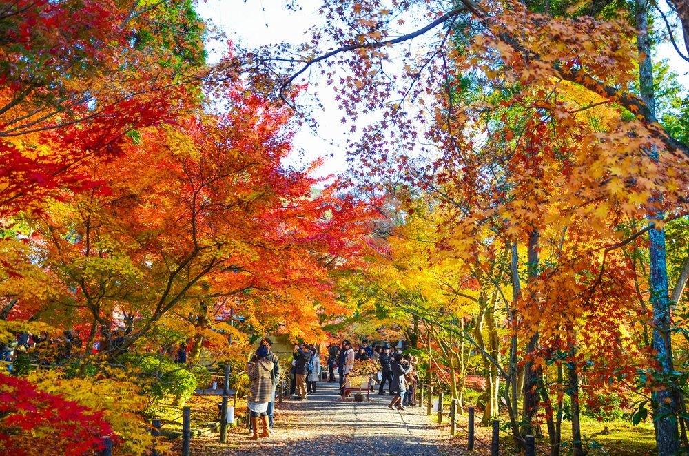 🌸 요센지 절(하기데라) 이미지 11